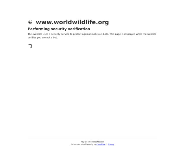 Screenshot of the World Wildlife Organization: Endangered Animals website