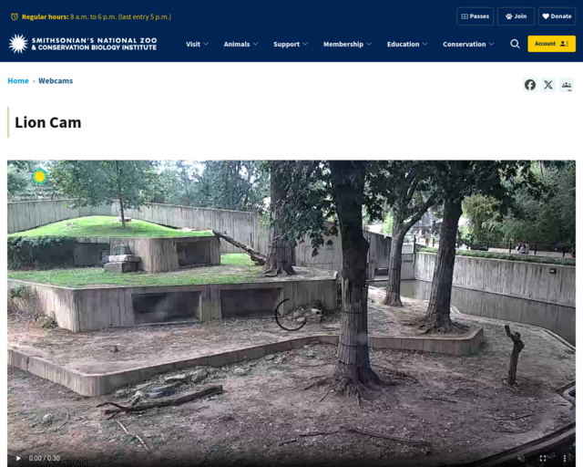 Screenshot of the Lion Cam website
